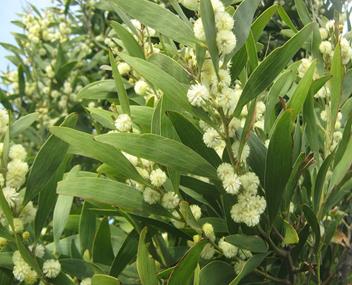 Acacia2.jpg