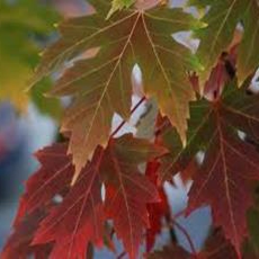 AcerAutumnBlaze2.jpg