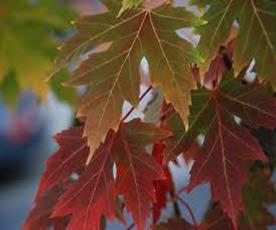 AcerAutumnBlaze2.jpg