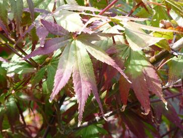 AcerPalmatumAtropurpureum3-1.jpg