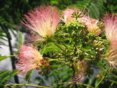 AlbiziaRosea1.jpg