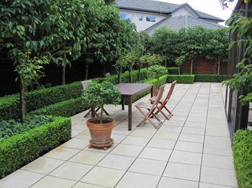 Buxus1-1.jpg