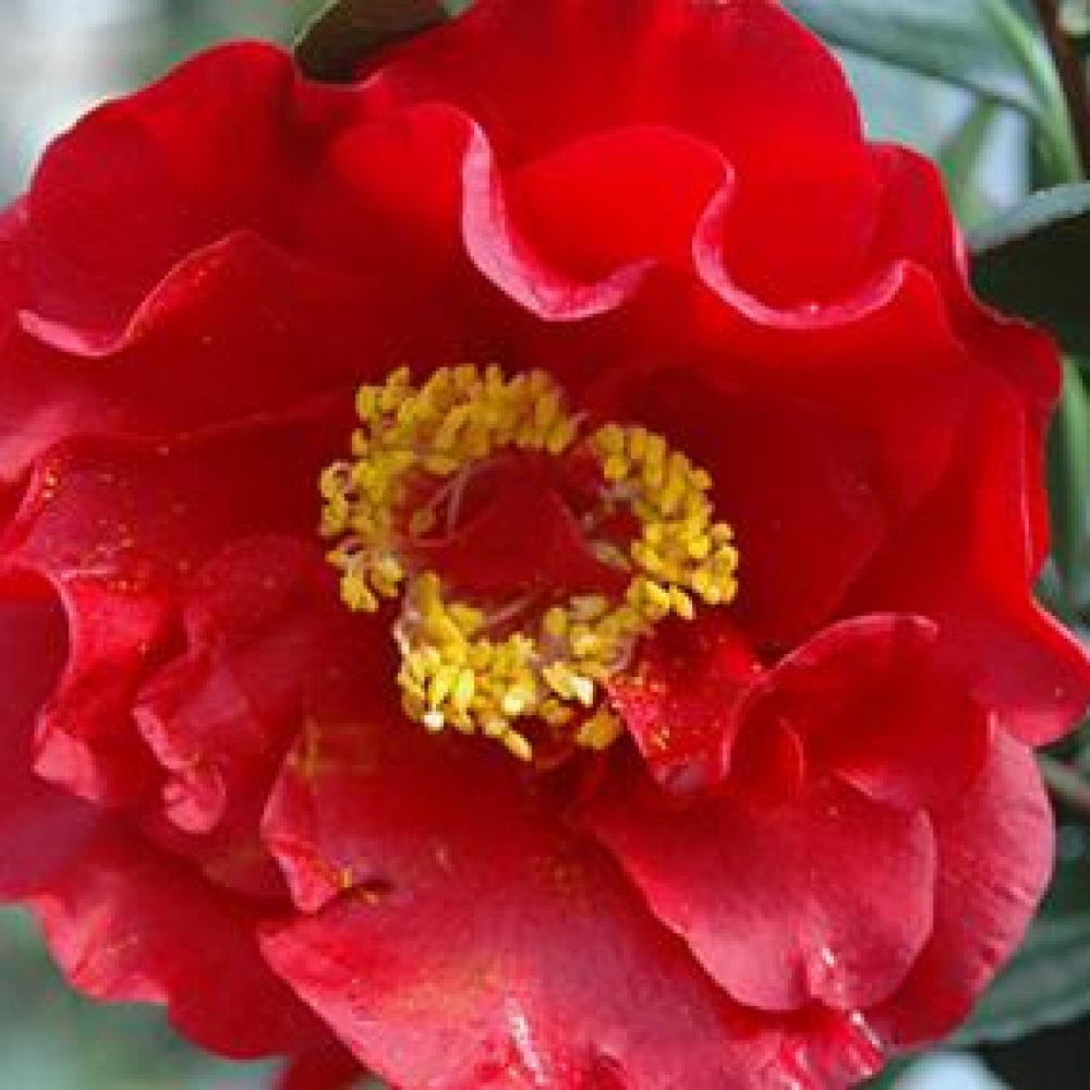 CamelliaBobHope1.jpg