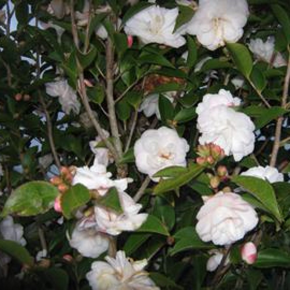 CamelliaCinnamonCindy1.jpg