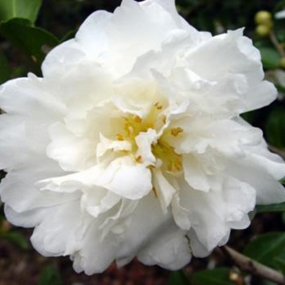 CamelliaMineNoYuki1.jpg