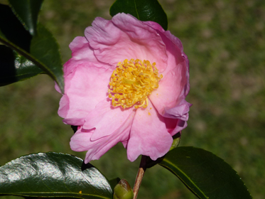 CamelliaPlantationPink1.png