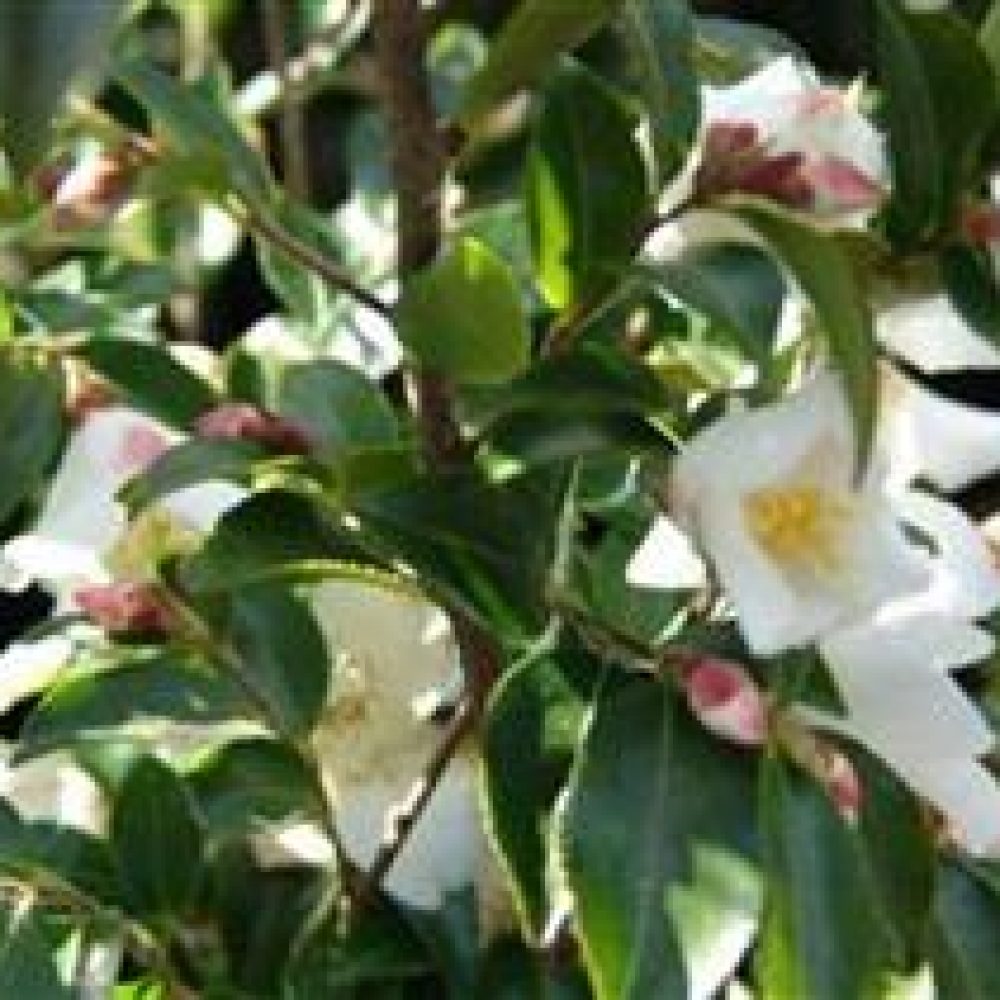 CamelliaTransnokoensis1.jpg