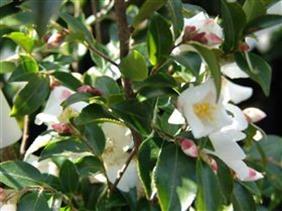 CamelliaTransnokoensis1.jpg