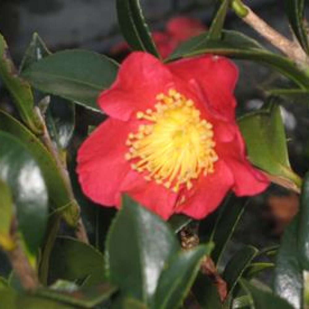 CamelliaYuletide1.jpg