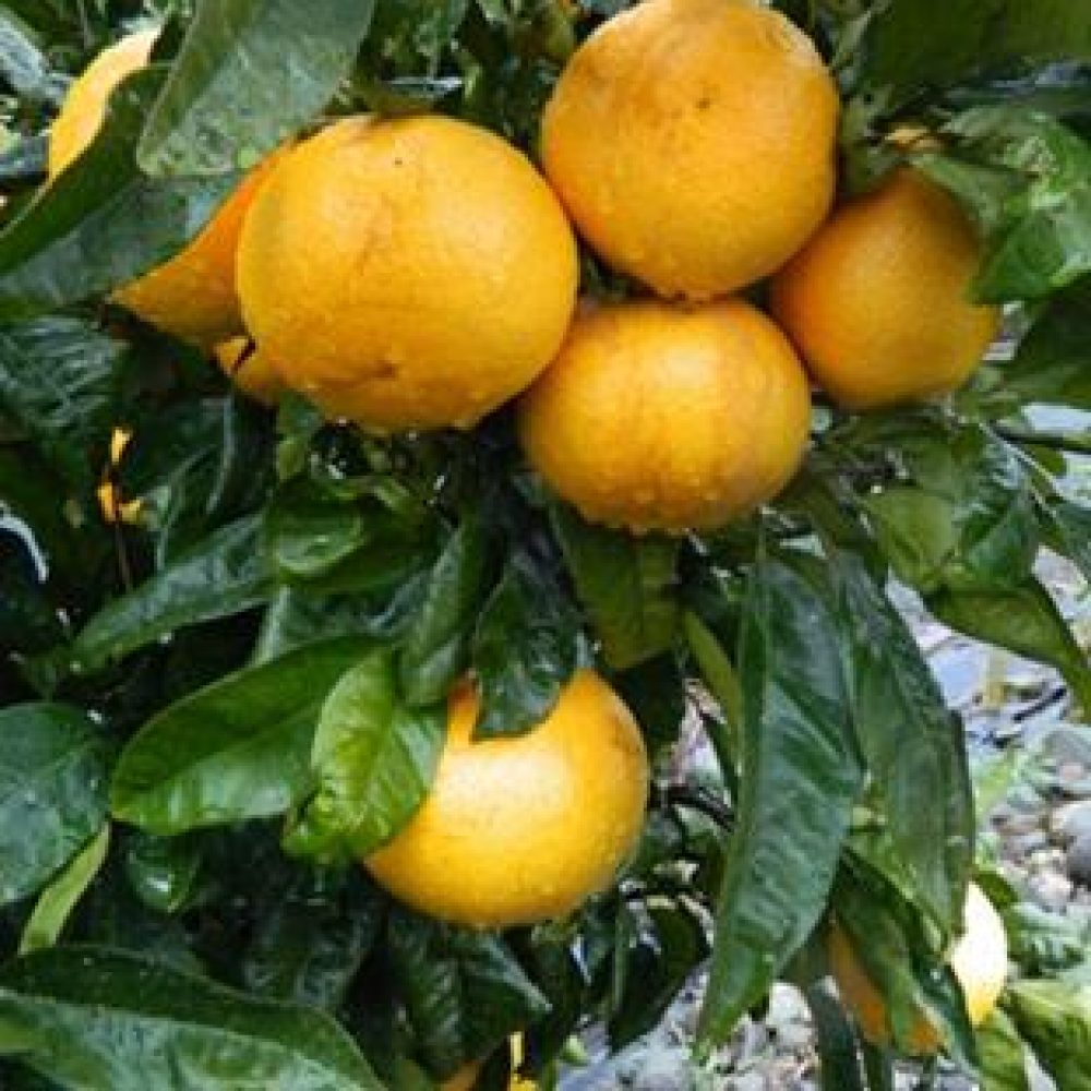 CitrusGrapefruitGoldenSpecial1-1.jpg