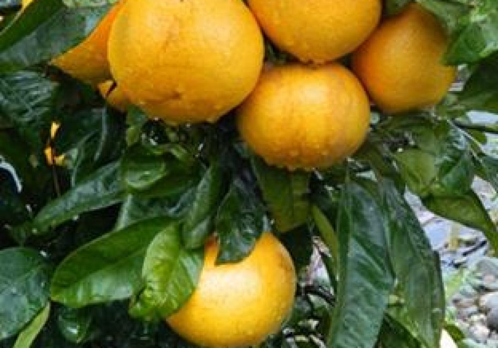 CitrusGrapefruitGoldenSpecial1-1.jpg