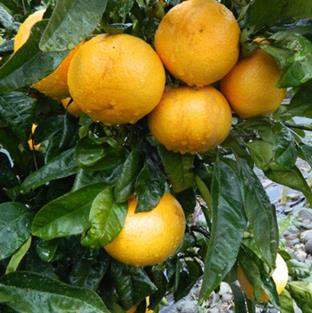 CitrusGrapefruitGoldenSpecial1-1.jpg
