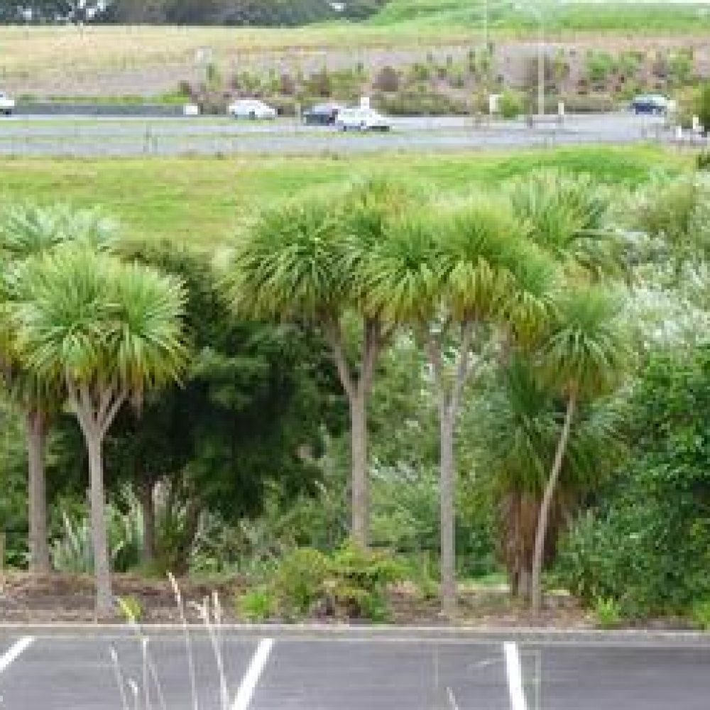 CordylineAustralis1.jpg