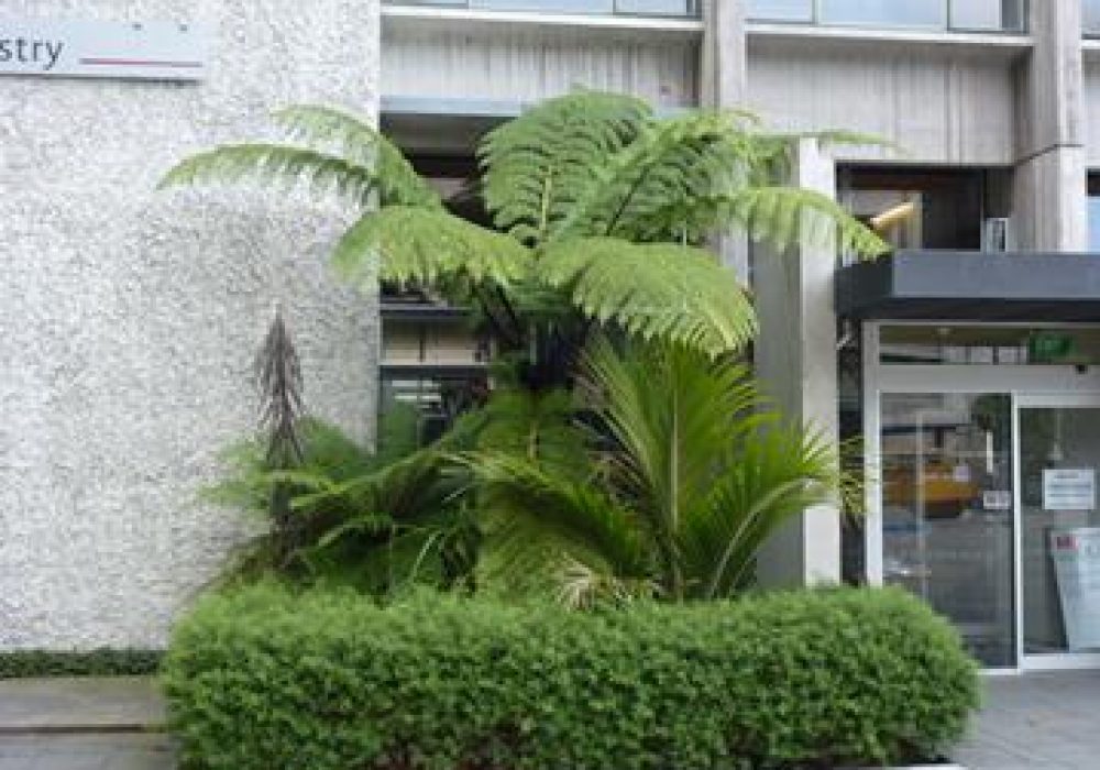 CyatheaMedullari1.jpg