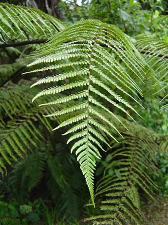 CyatheaMedullari2.jpg