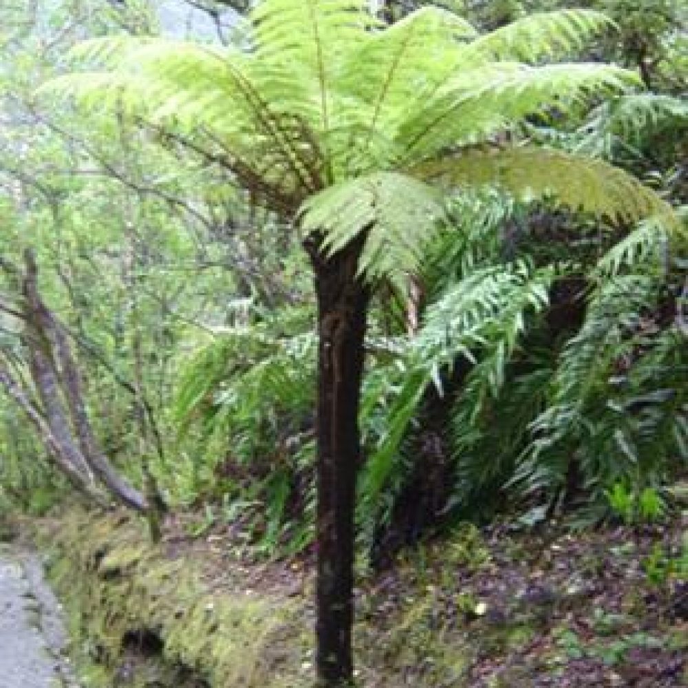 CyatheaSmithii1.jpg