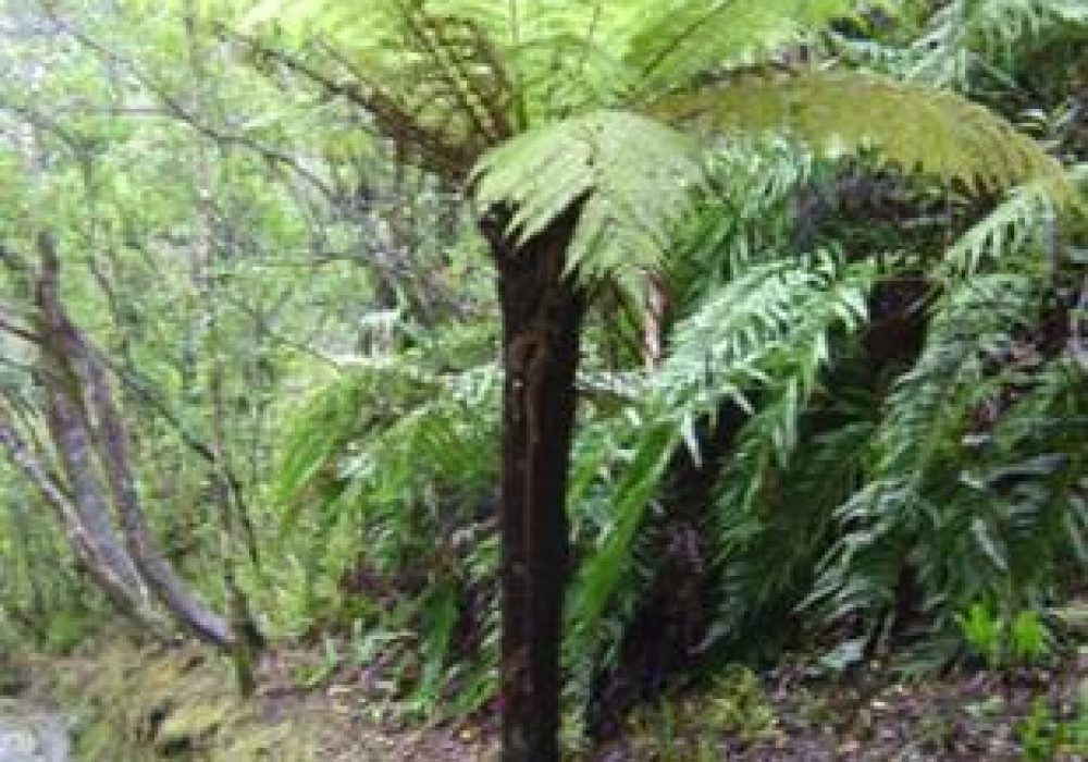 CyatheaSmithii1.jpg