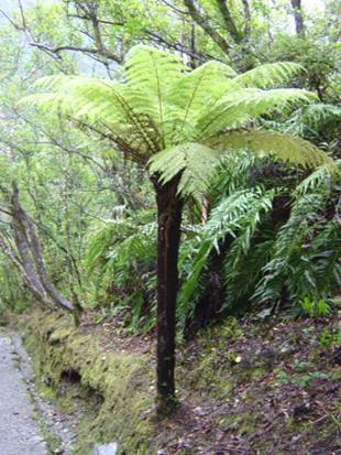 CyatheaSmithii1.jpg
