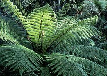 CyatheaSmithii2.jpg