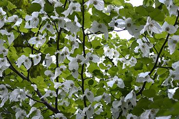 DavidInvolucrata1.jpg