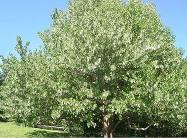 DavidInvolucrata3.png