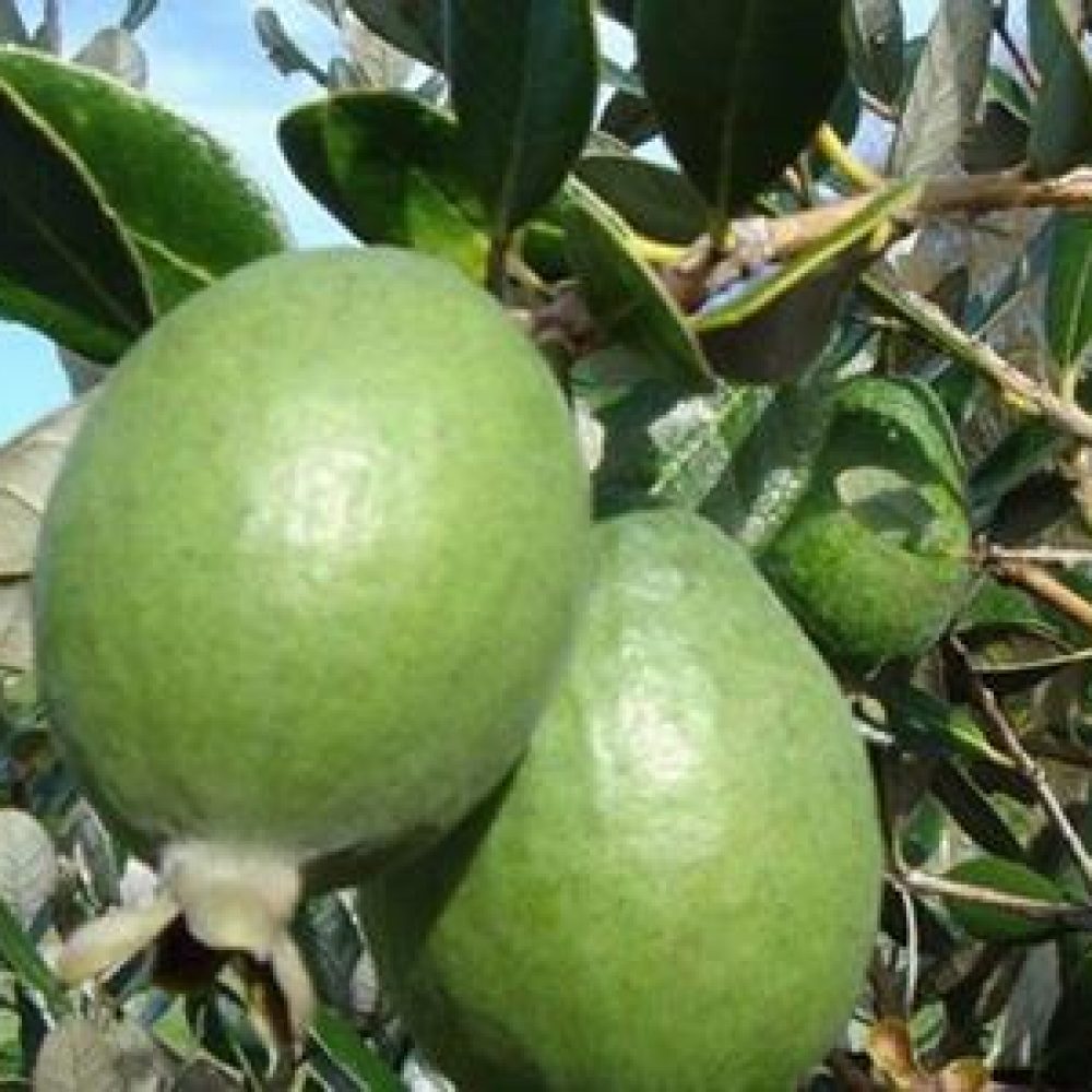 FeijoaApollo1-1.jpg