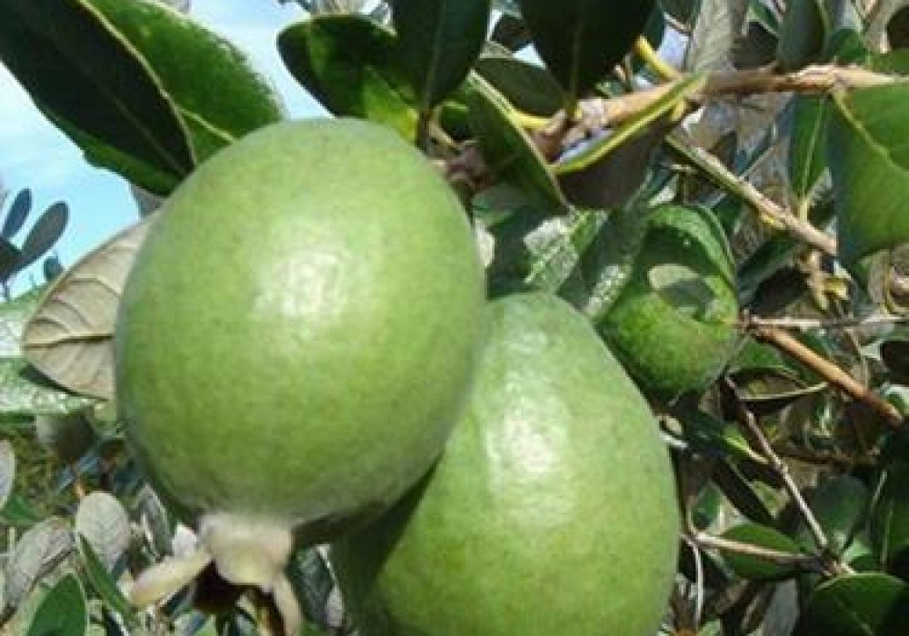 FeijoaApollo1-1.jpg