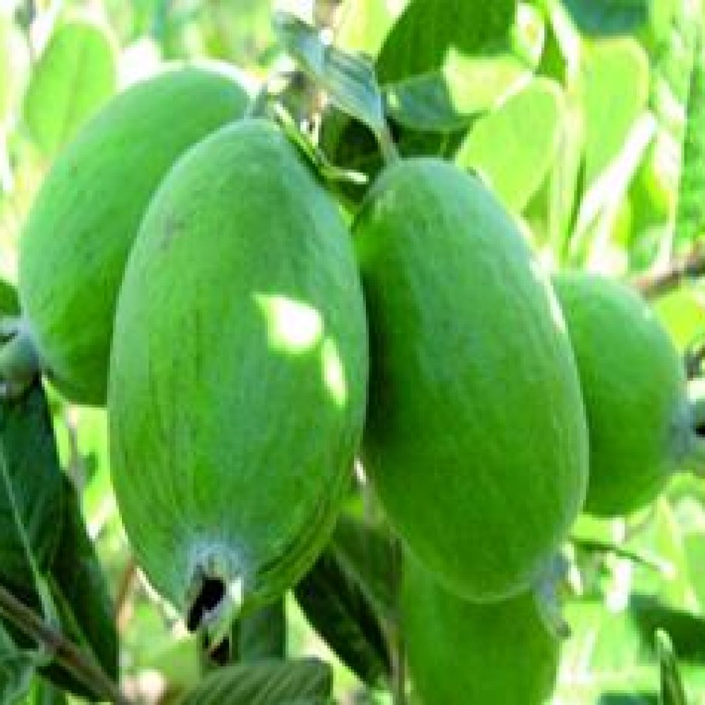 FeijoaUniqiue1-1.jpg