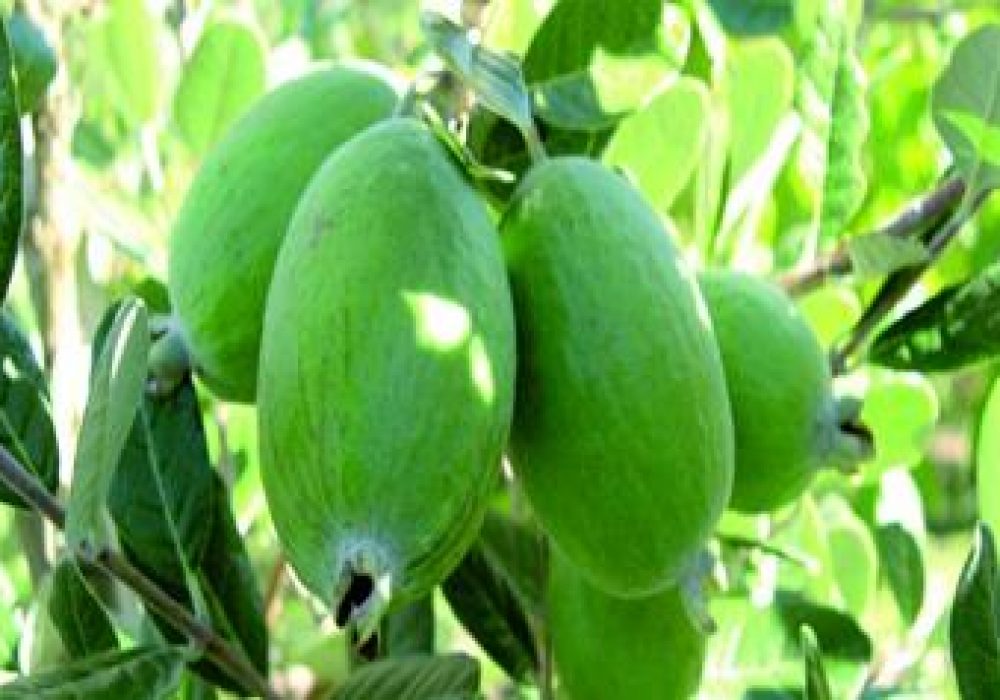 FeijoaUniqiue1-1.jpg