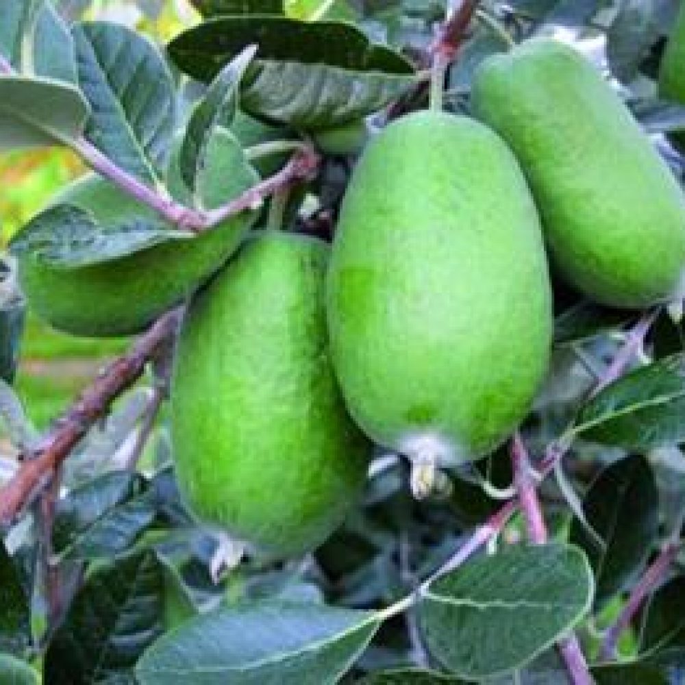 FeijoaWikiTu1-1.jpg