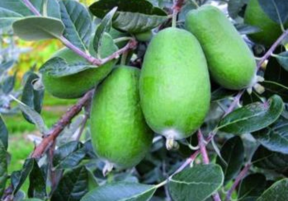FeijoaWikiTu1-1.jpg