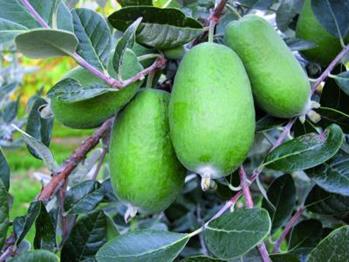 FeijoaWikiTu1-1.jpg