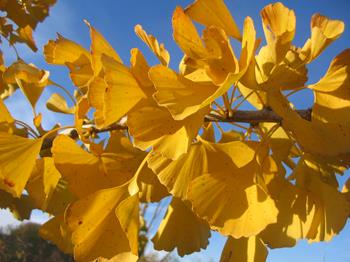 GingkoAutumnGold1-1.jpg