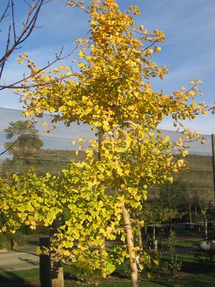 GingkoAutumnGold3-1.jpg