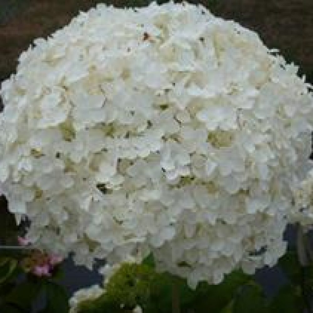 HydrangeaAnnebelle1.jpg
