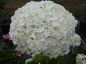 HydrangeaAnnebelle1.jpg
