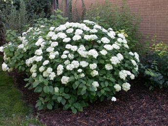 HydrangeaAnnebelle2.jpg