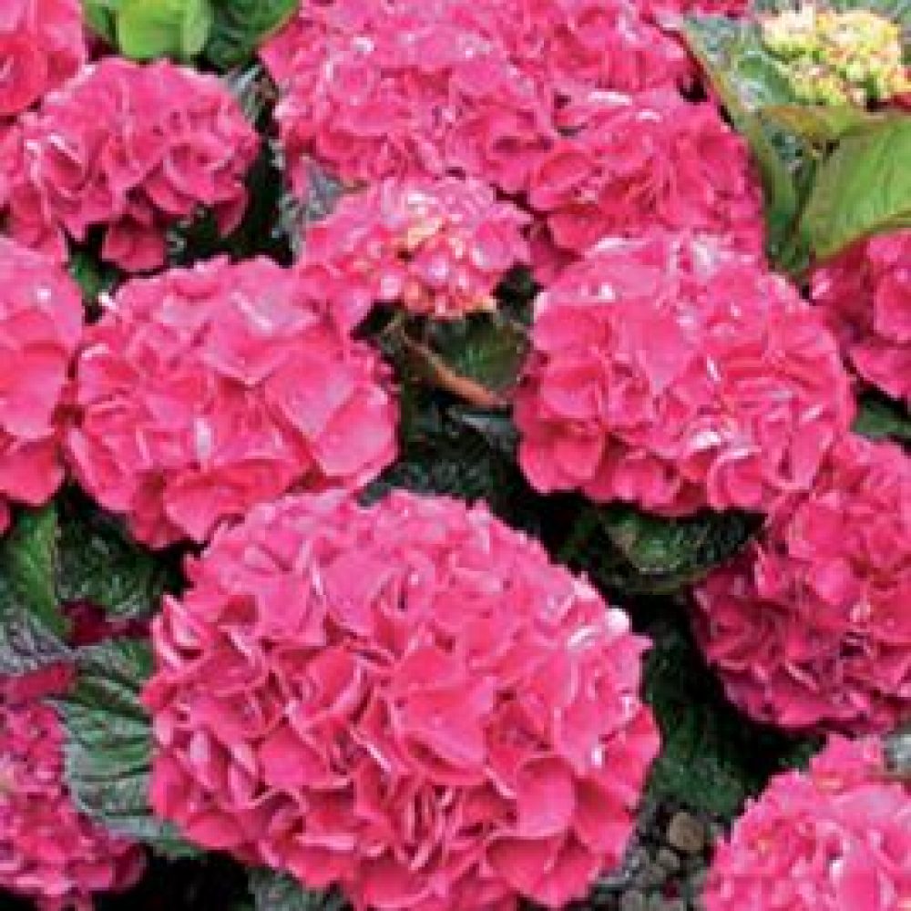 HydrangeaBloodyMarvellous1-1.jpg