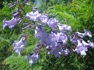 JACARANDAMIMOSIFOLIANUM1-1.jpg