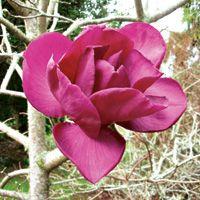 MagnoliaCleopatra1-1.jpg