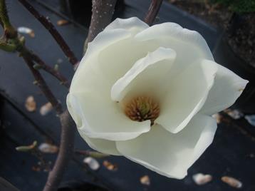 MagnoliaDenudata1-1.jpg