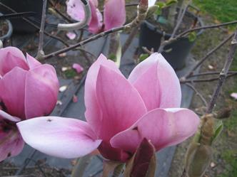 MagnoliaRedAs1.jpg