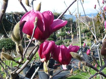 MagnoliaRedAs2.jpg