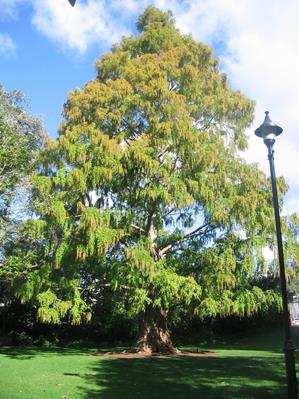 MetasequoiaGlyptostroboides1.jpg