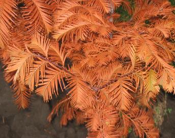 MetasequoiaGlyptostroboides2.jpg
