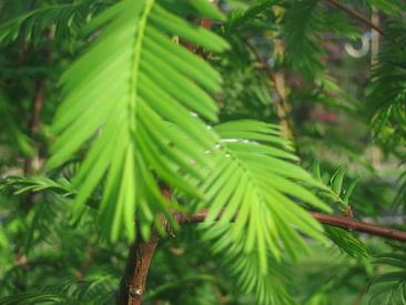 MetasequoiaGlyptostroboides3.jpg