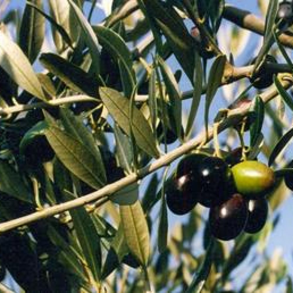 OliveFrantoia1-1.jpg