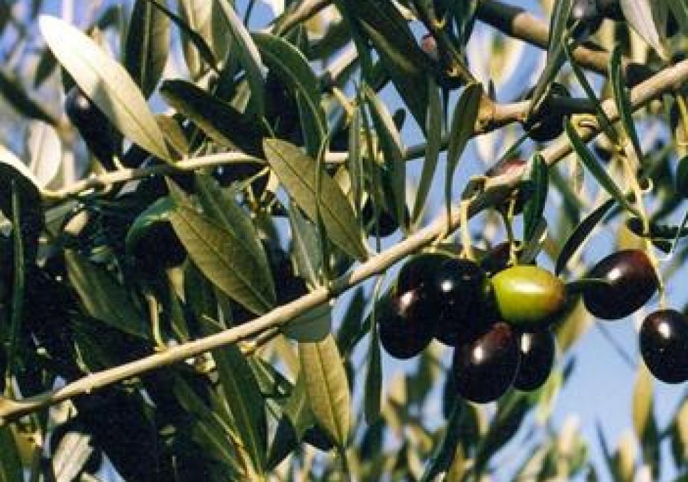 OliveFrantoia1-1.jpg