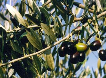 OliveFrantoia1-1.jpg