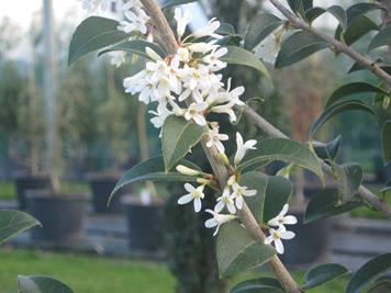 OsmanthusDelavayi1.jpg